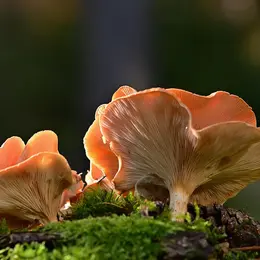 Les Sorties Nature - Surprenants Champignons