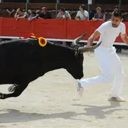 Les spectacles nocturnes aux arènes