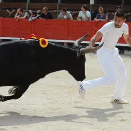 Les spectacles nocturnes aux arènes