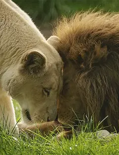 Les Terres de Nataé
