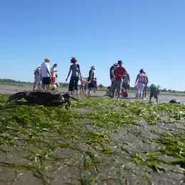 Les trésors cachés à marée basse