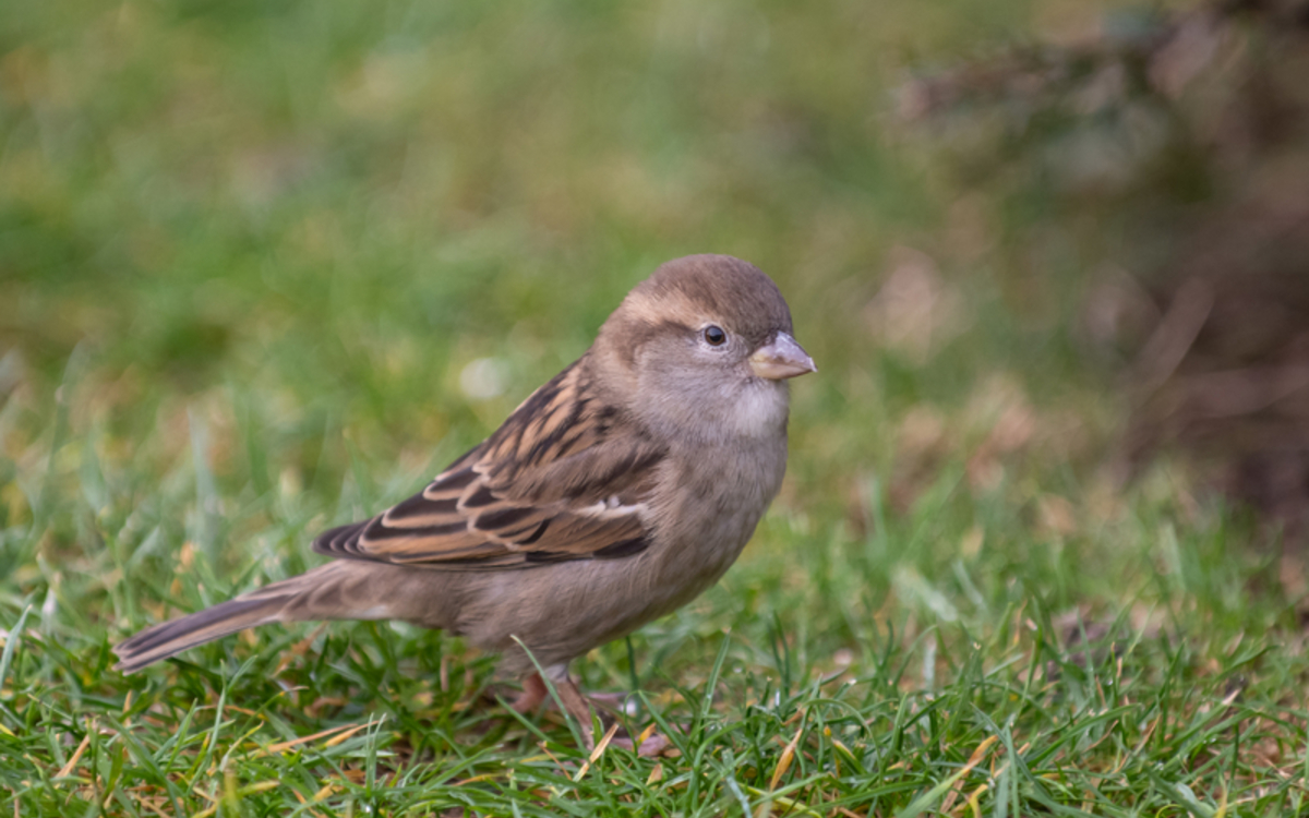 Les tribulations d'un moineau