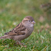 Les tribulations d'un moineau