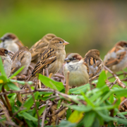 Les tribulations d'un moineau