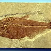 Les vacances de Noël sur les Sites préhistoriques de la vallée de la Vézère