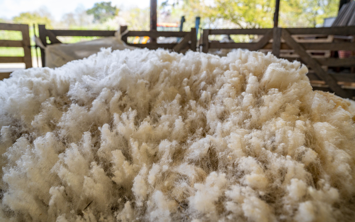 Laine à la Ferme de Paris