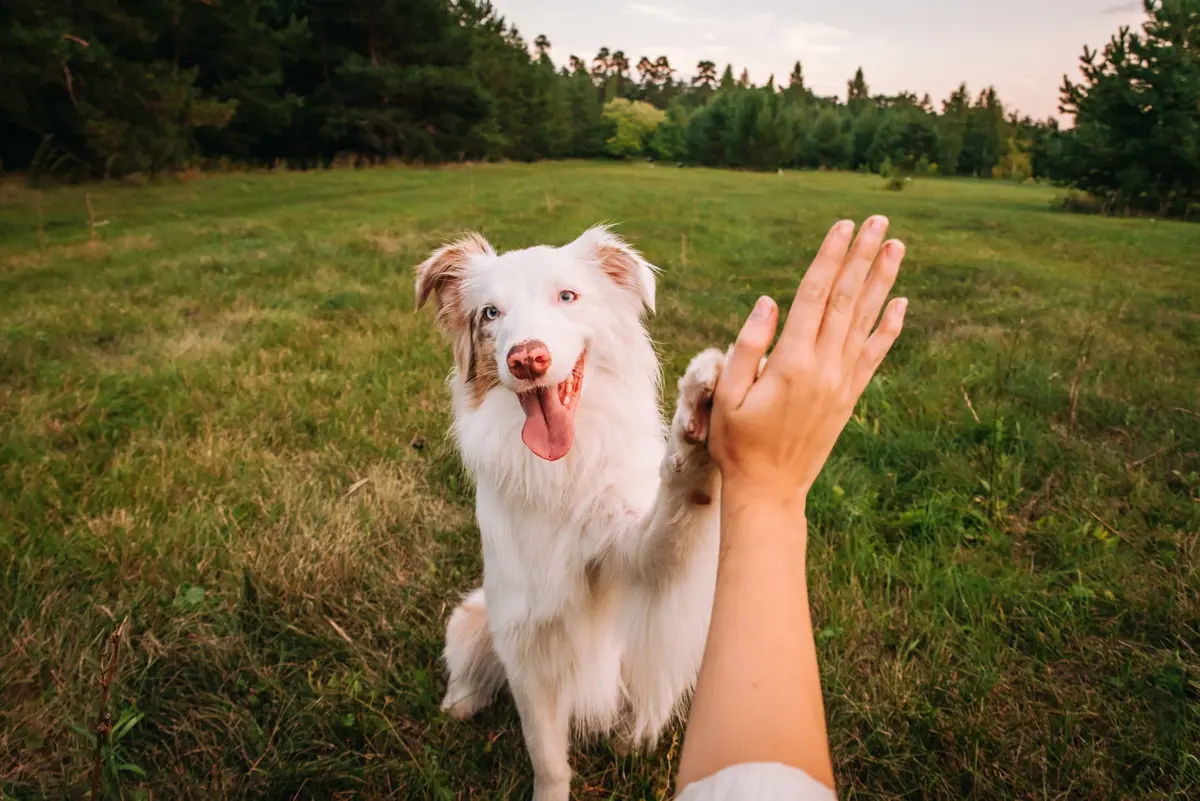 Les villes françaises les plus dog-friendly pour partir en vacances avec son chien