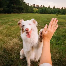 Les villes françaises les plus dog-friendly pour partir en vacances avec son chien