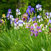 Les visites des jardiniers du parc floral de Paris