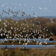 Les visiteurs d'Hiver