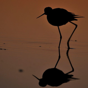 Les visiteurs du soir