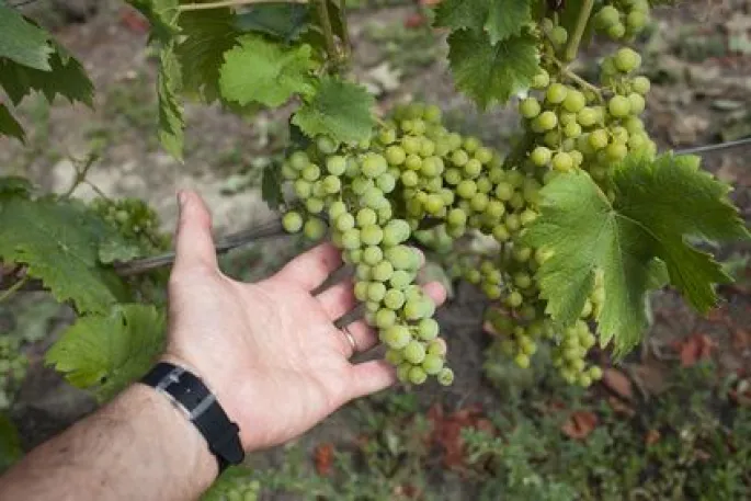 Les viticulteurs alsaciens recrutent des vendangeurs