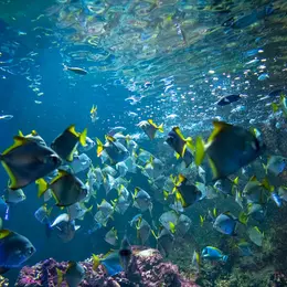 Les Voleurs de l'Aquarium Refuge