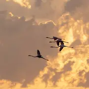 Lever du soleil dans le choeur de l'aube