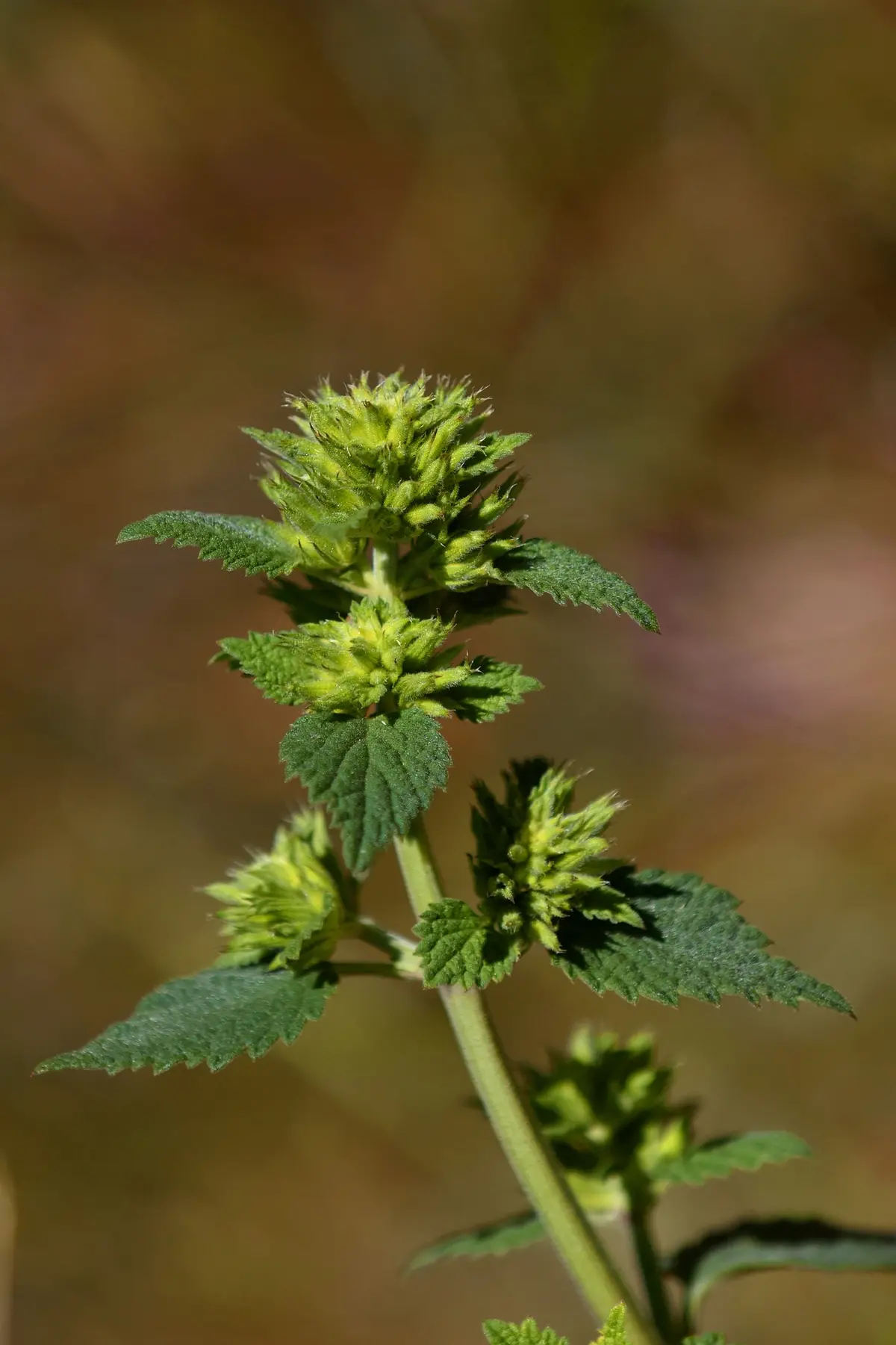 Levez Le Pied Sur Le Mont Lozere : Secrets De Plantes Du Mont Lozère