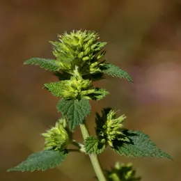 Levez Le Pied Sur Le Mont Lozere : Secrets De Plantes Du Mont Lozère