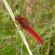 Libellules  et autres bêtes ailées sur l'étang Vieux