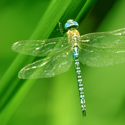 Libellules et papillons