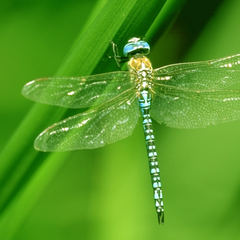 Libellules, papillons et compagnie