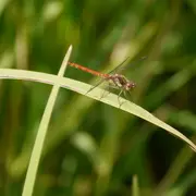 Libellules, toute en légèreté... à l'Étang de Beaumont