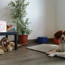 Lire avec les chiens