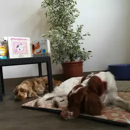 Lire avec les chiens
