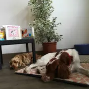 Lire avec les chiens