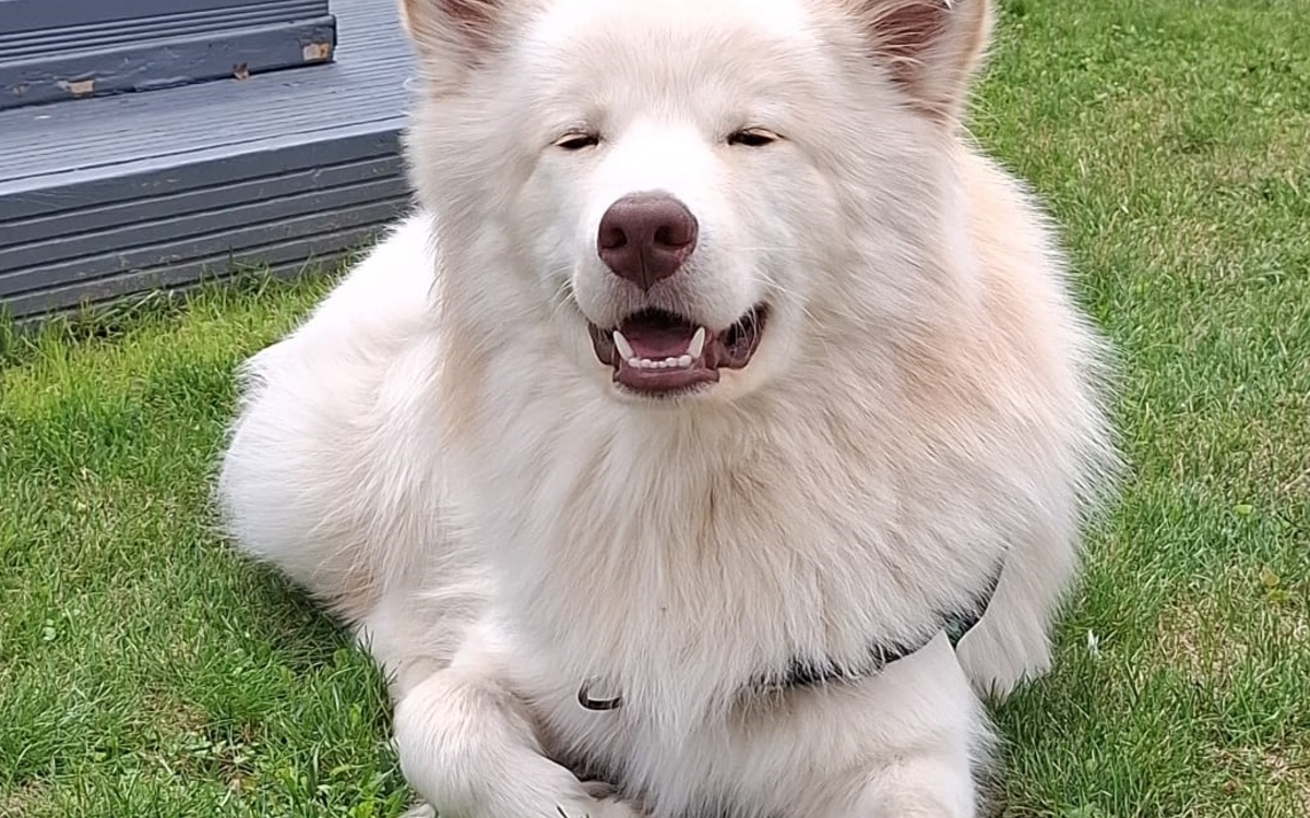 Lire avec un chien : médiation animale à la bibliothèque !