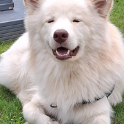 Lire avec un chien : médiation animale à la bibliothèque !