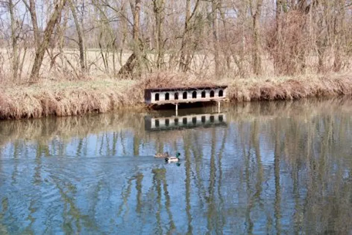 Les canards sur le canal
