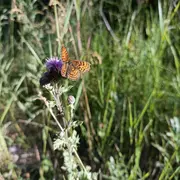 Loub’Atlas - Inventaire participatif de la biodiversité