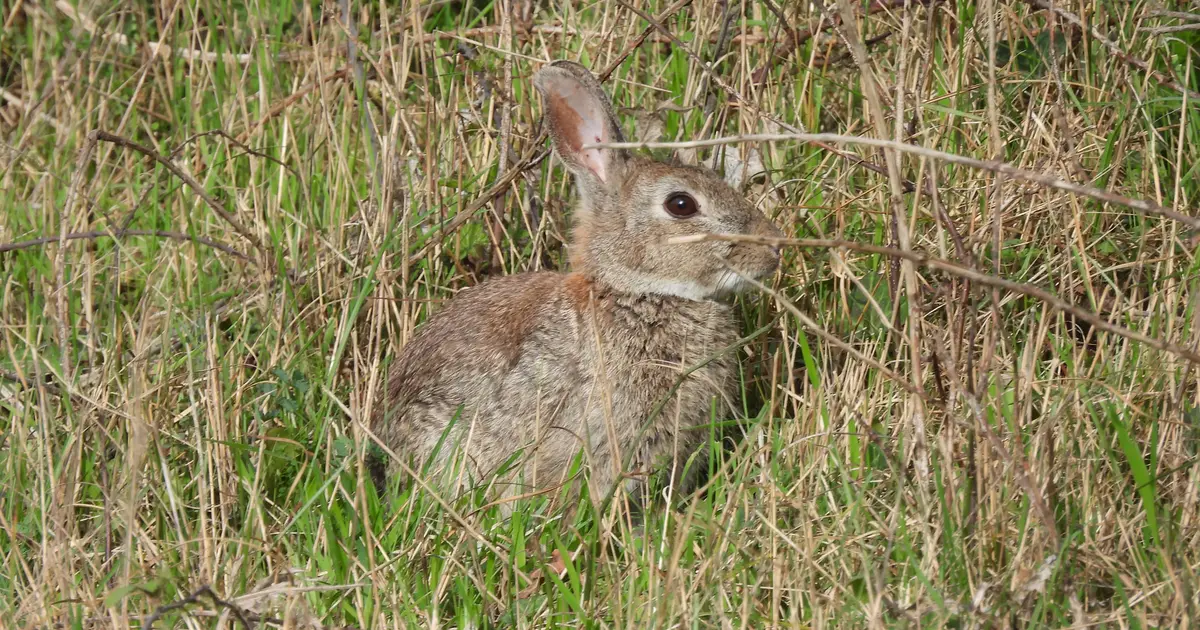 Loupi le lapin