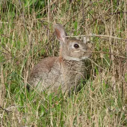 Loupi le lapin