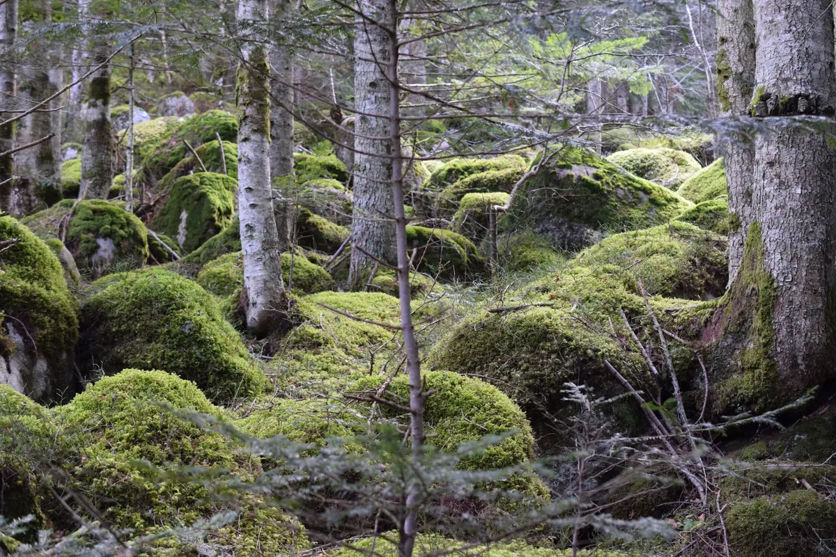 Lulu la coussacoise : Bain de forêt et immersion olfactive