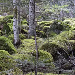 Lulu la coussacoise : Bain de forêt et immersion olfactive