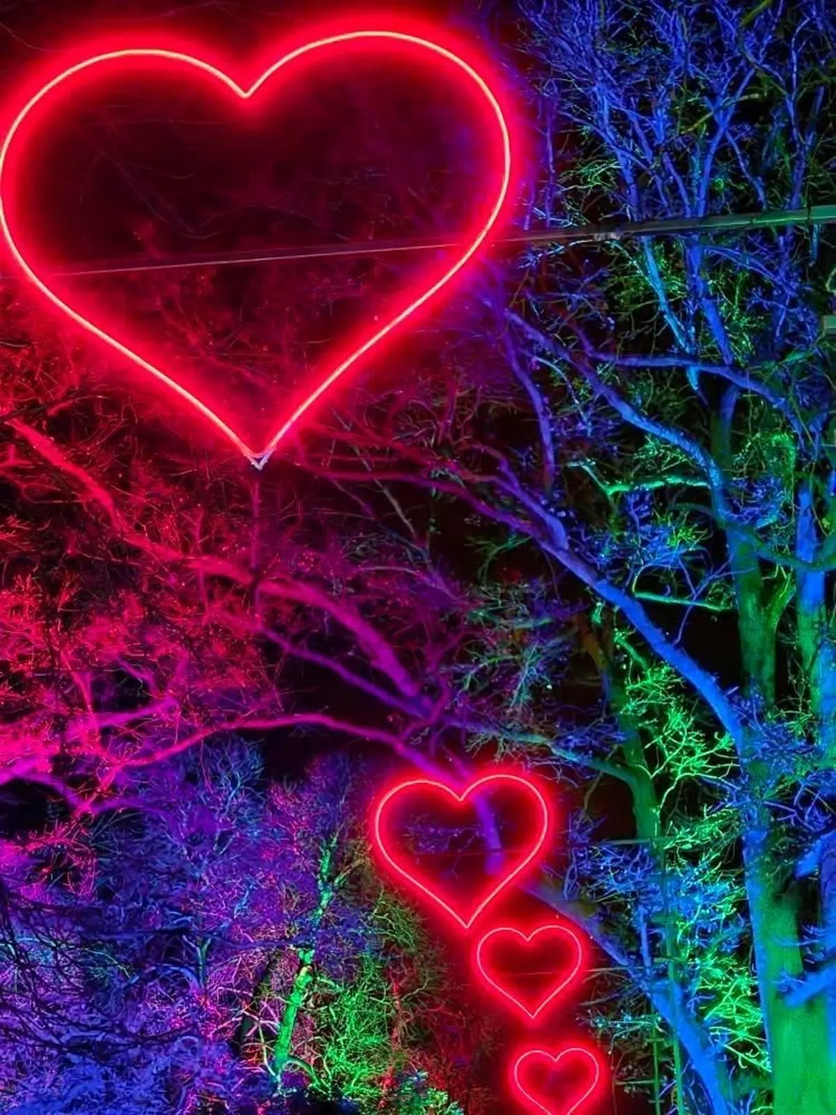 Cœurs lumineux suspendus dans les arbres