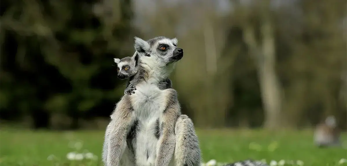 Lumigny Safari Réserve