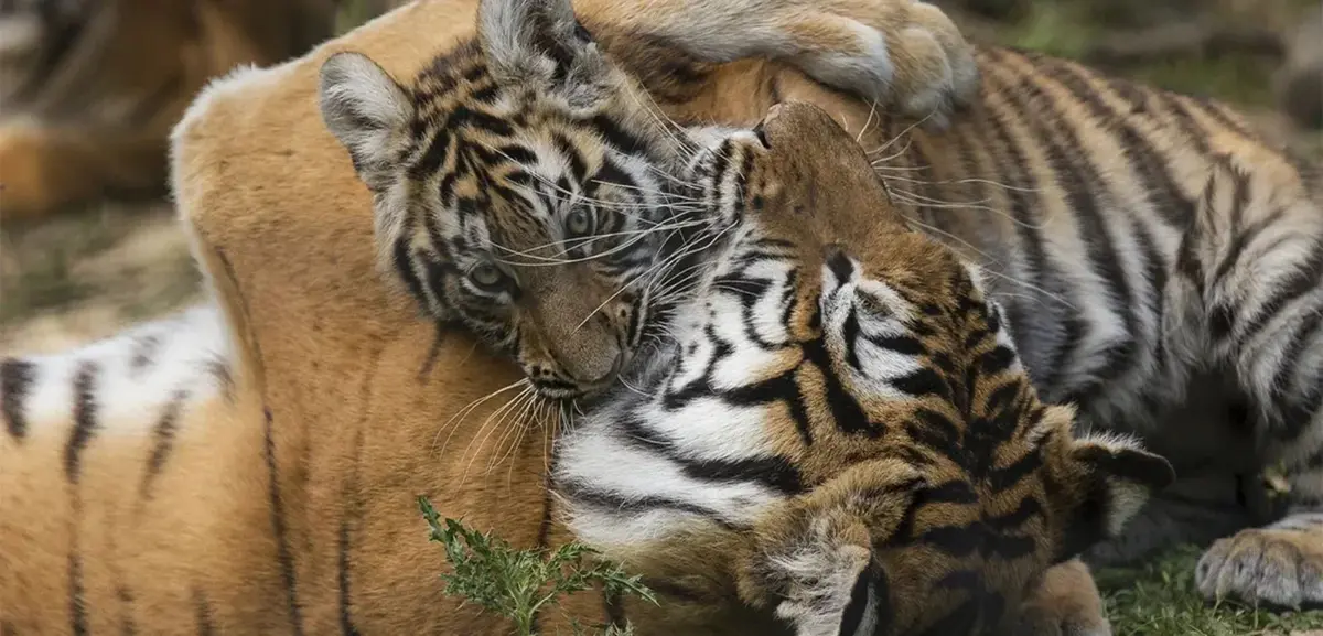 Lumigny Safari Réserve