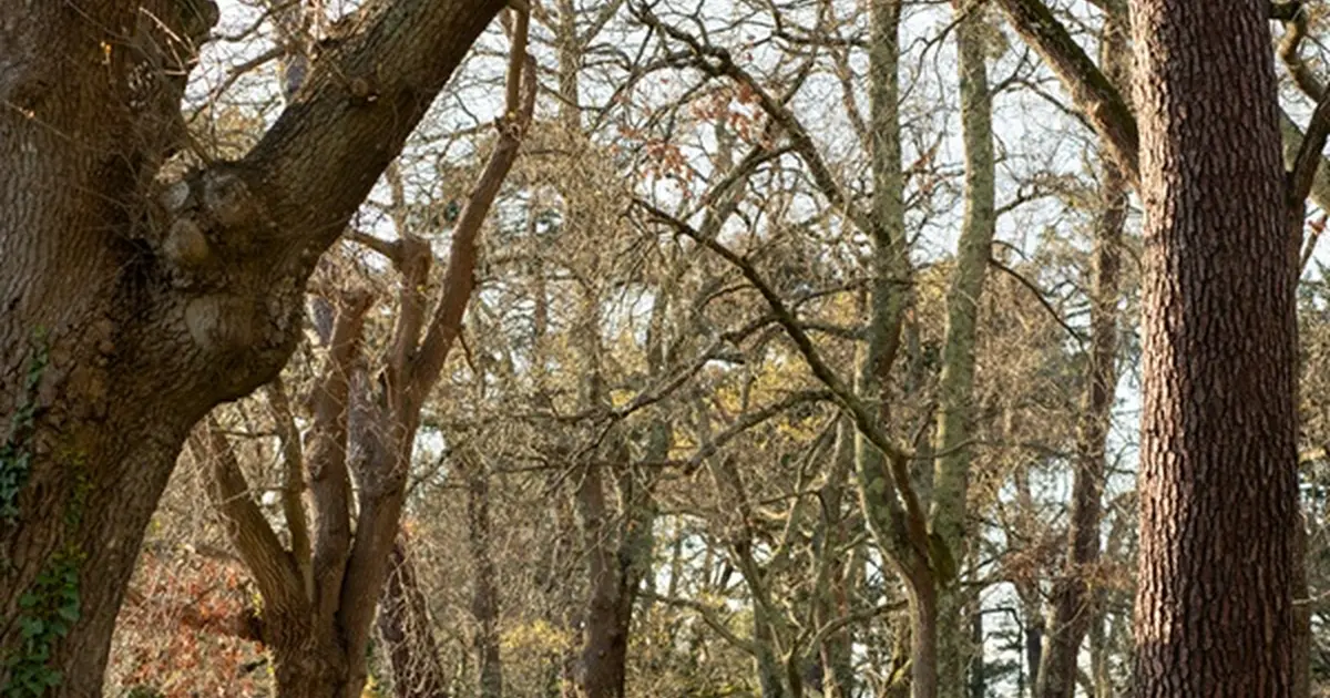 Ma forêt sensible