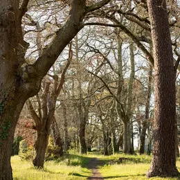 Ma forêt sensible