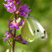 Macro photo de peites bêtes