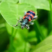 Macro photos de petites bêtes