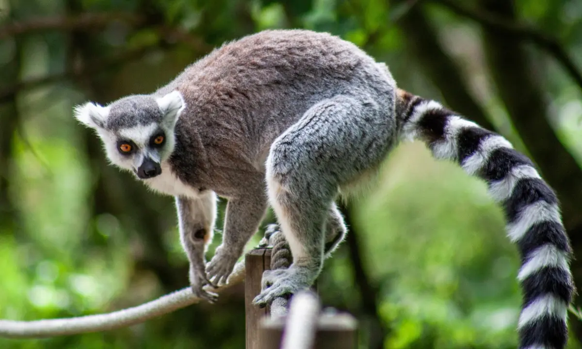 Madagascar en fête 2026