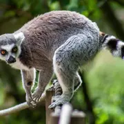 Madagascar en fête 2026