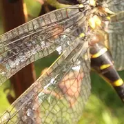 Mademoiselle libellule