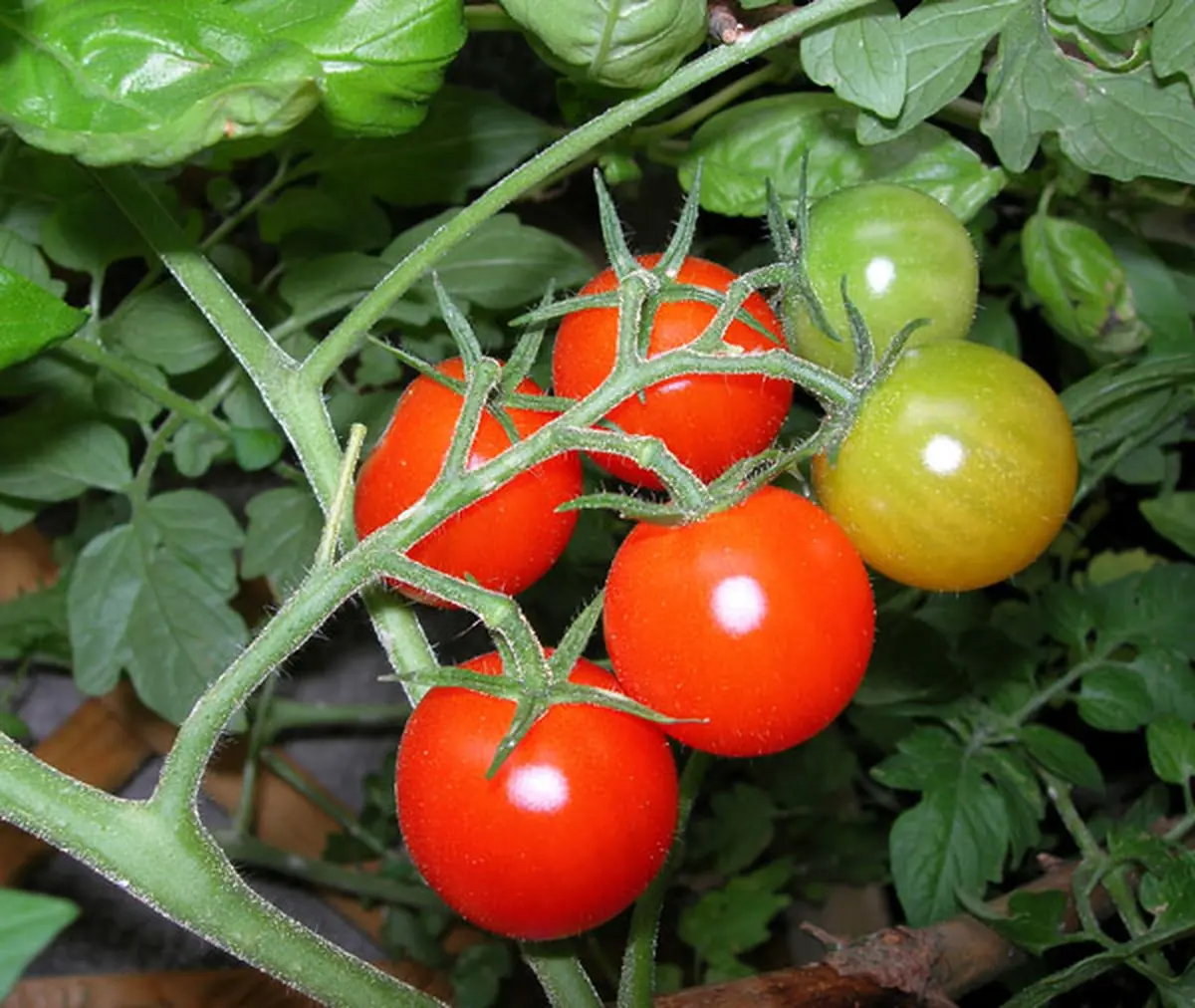 Mai dans votre jardin