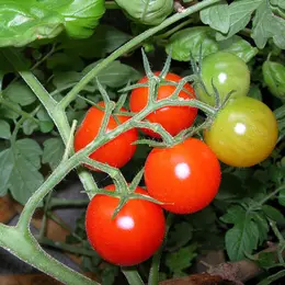 Mai dans votre jardin