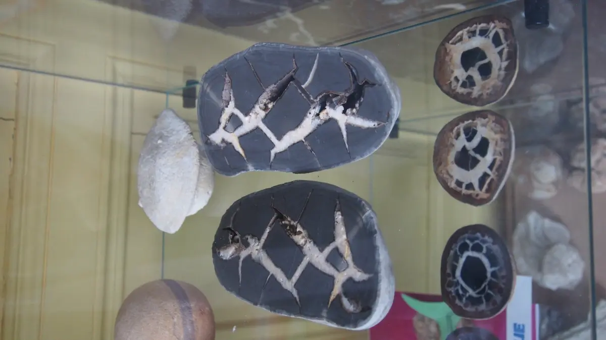 Maison des curiosités naturelles