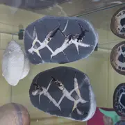 Maison des curiosités naturelles