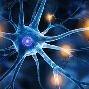 Maladie d'Alzheimer : et si le cerveau pouvait se défendre?